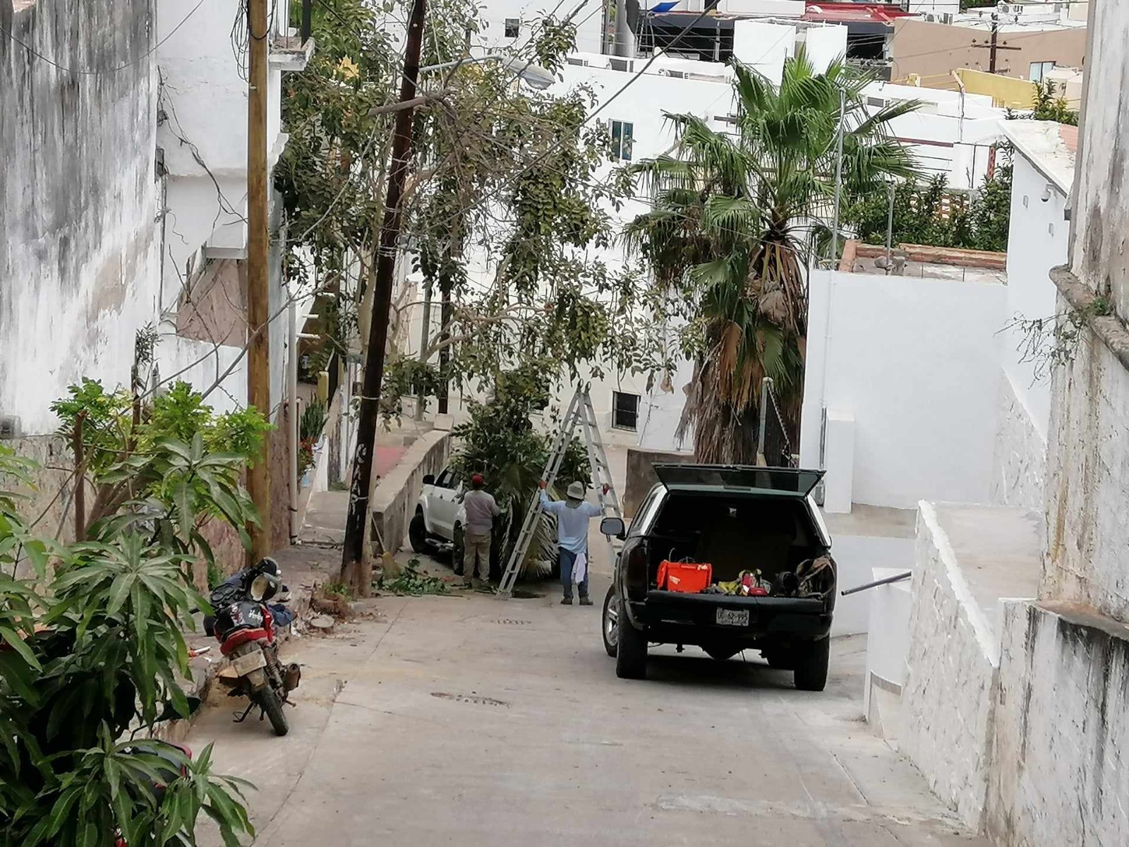 Será multada la persona que taló árboles en la Calle Talpita del Cerro del Vigía en Mazatlán