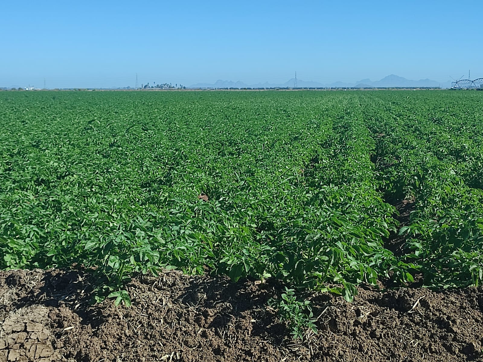Alertas productores para proteger sus cultivos con posibles fumigaciones: AARFS