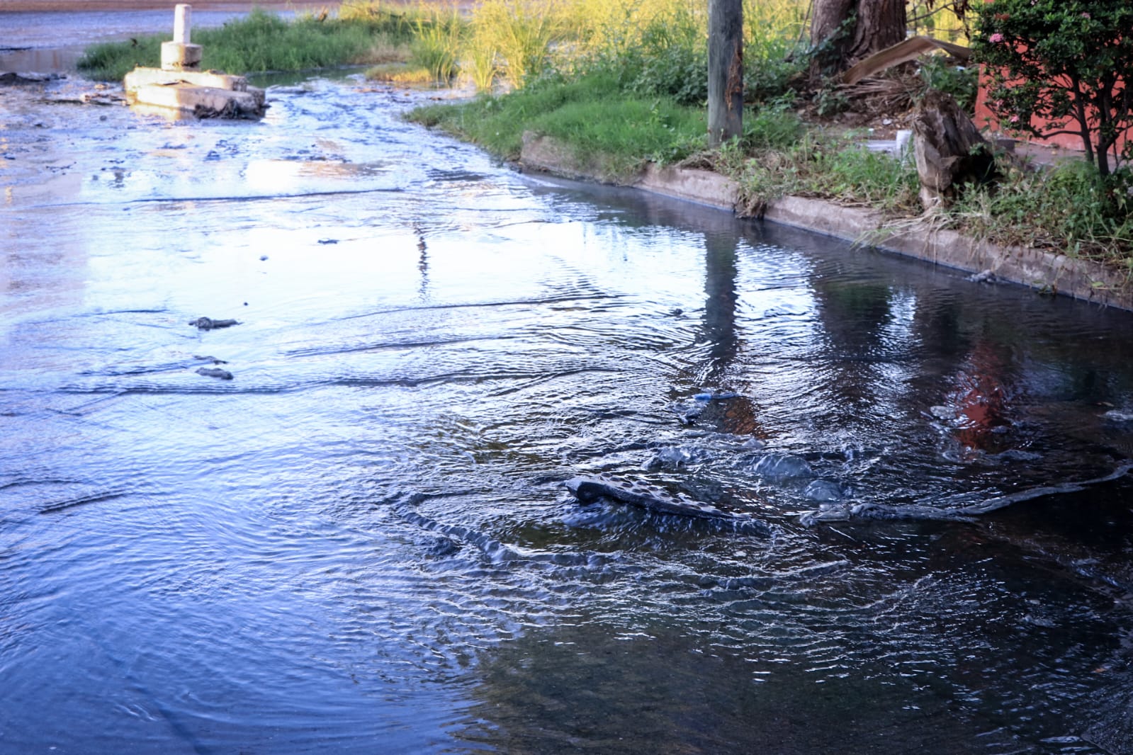 Tomarán acciones contra moteles en Mazatlán que contribuyen al rebosamiento de drenaje
