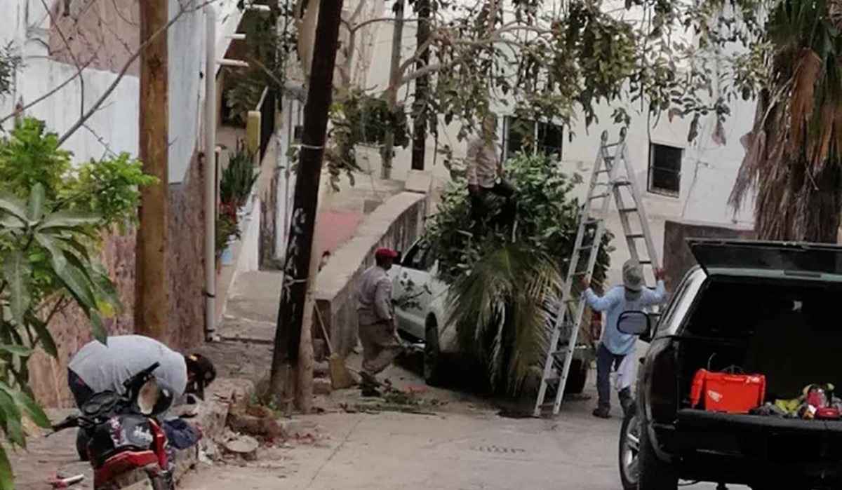 Dejan sin árboles toda una calle en Mazatlán, argumentan que provocaban accidentes