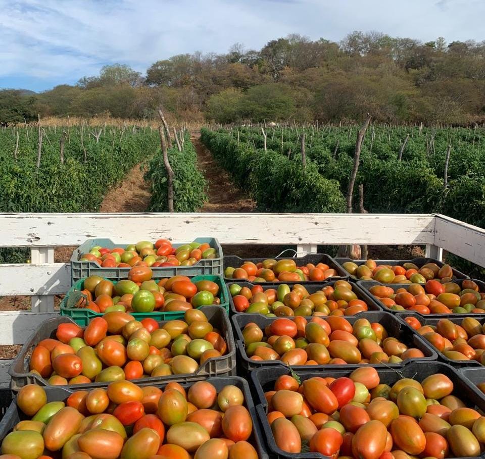 Saturación de tomate en el mercado local provoca que el precio se desplome; 80 por ciento de cuando inició