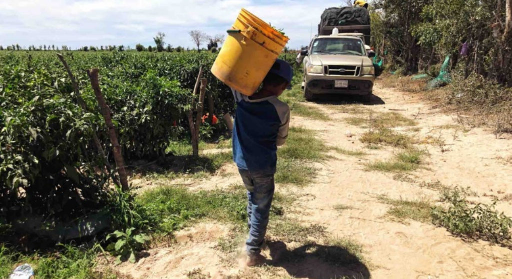Por incurrir en delito grave, se aplicará multa millonaria a empleador de niños en campo agrícola en El Fuerte
