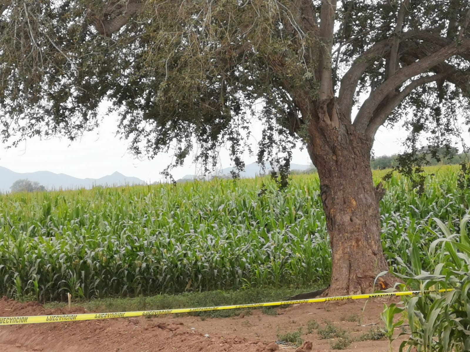 Con un balazo en su cuerpo, localizan a un hombre sin vida en el Ejido 20 de Noviembre Nuevo en Ahome