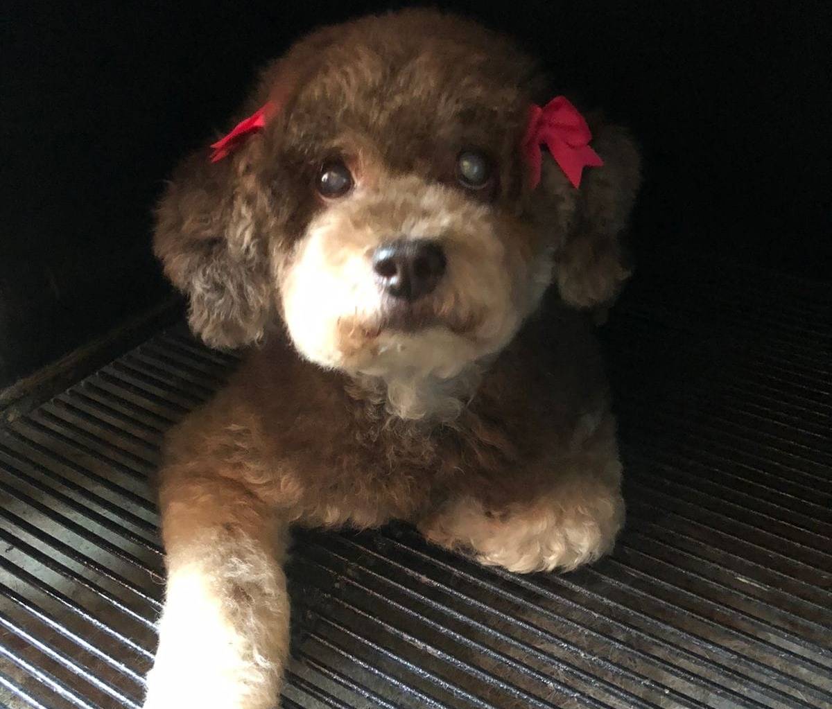 Final feliz | ‘Poly’ la perrita que cayó al canal en el Jabalíes de Mazatlán ya está con su familia
