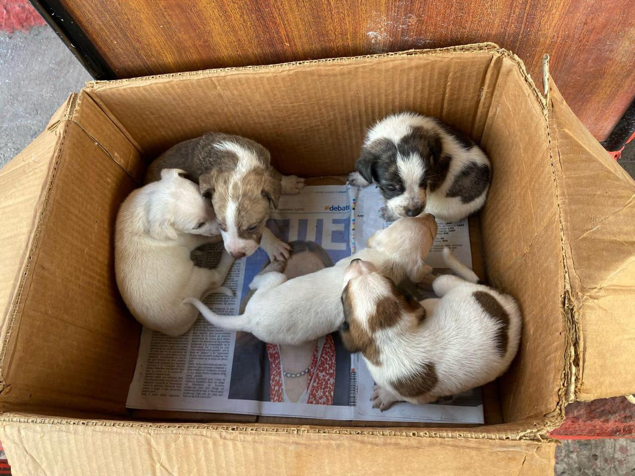 Estos ‘bomberitos’ buscan hogar en Mazatlán
