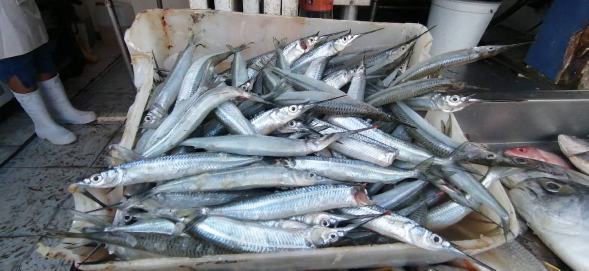 Manjar de los mazatlecos: Pez Pajarito en el mercado de La Isla de La Piedra