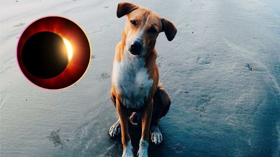 Eclipse solar 2024: ¿Cuál es el impacto en las mascotas? Te decimos como protegerlas