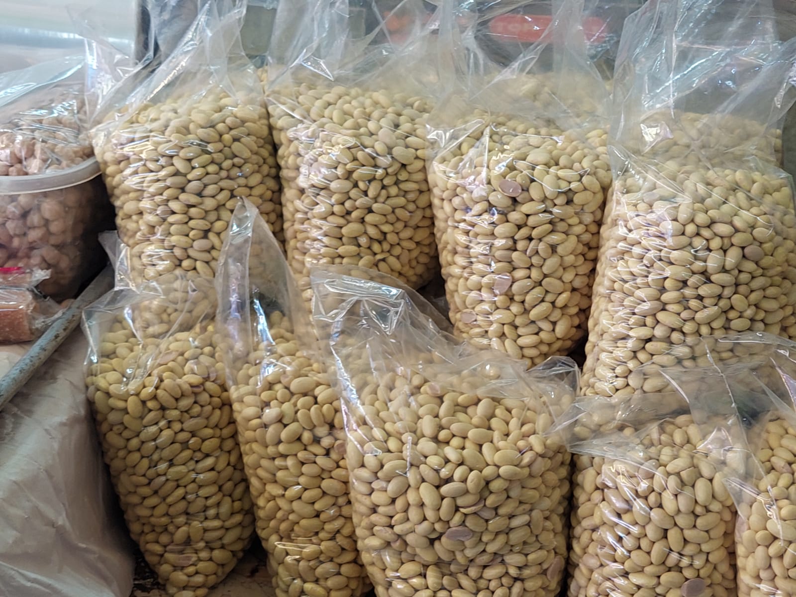 La producción de frijol perfila buen ciclo en el norte de Sinaloa; precios podrían alcanzar hasta 30 pesos por kilo