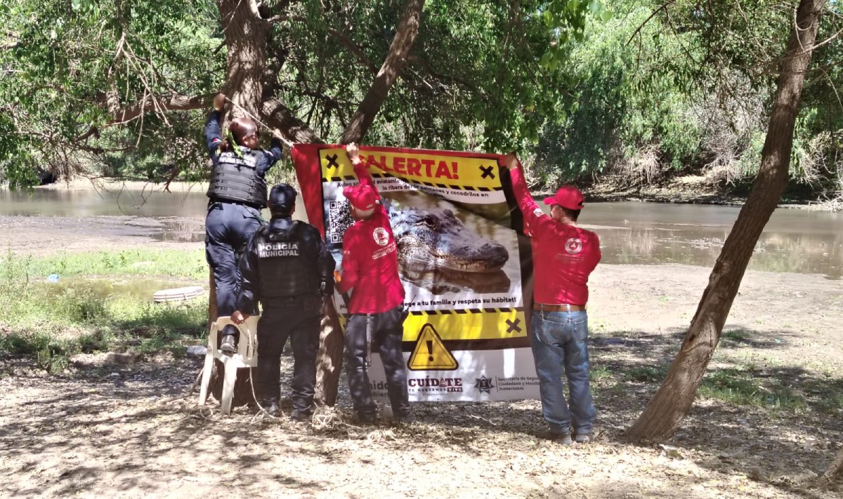 Protección Civil de Guasave mantiene alerta por avistamiento de cocodrilos en el Río Sinaloa
