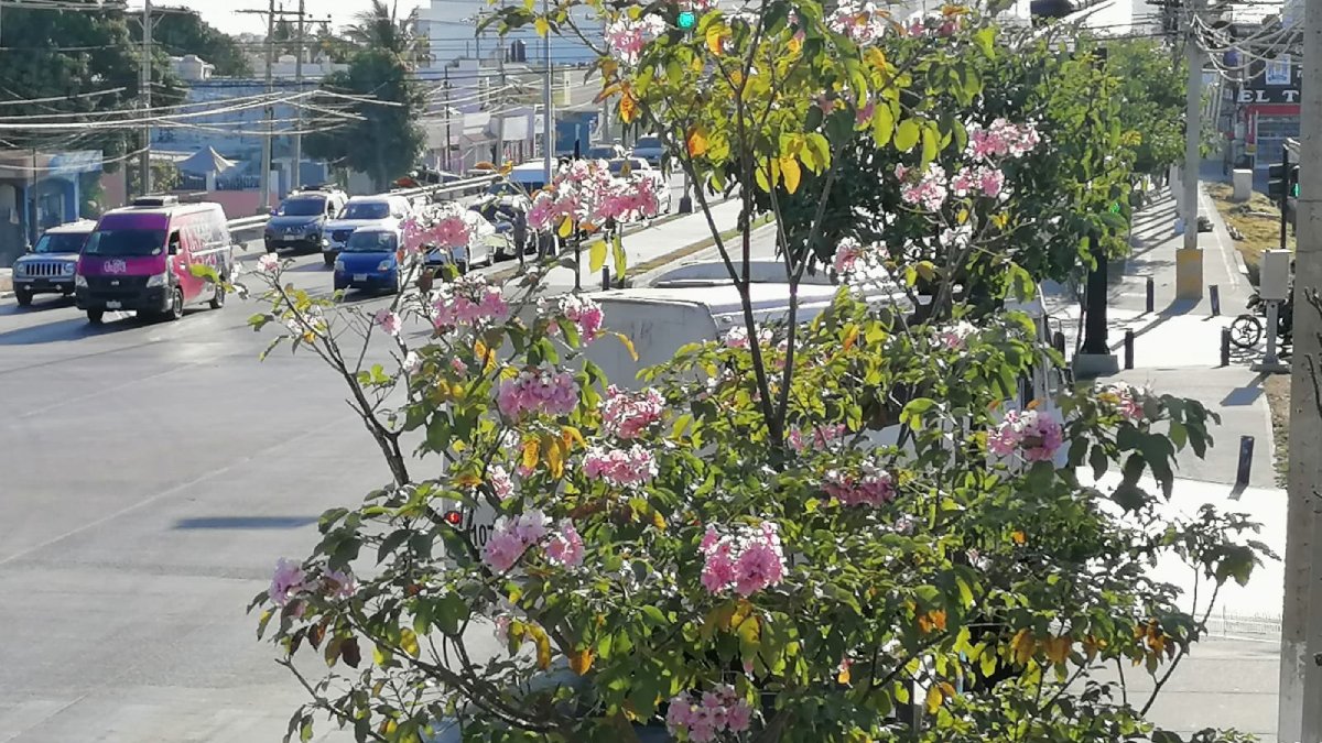 Florecen los árboles de amapas de la avenida Rafael Buelna en Mazatlán