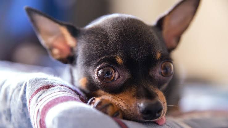 Perros Chihuahua: cuánto viven, tres cosas que odian y, ¿por qué tiemblan?