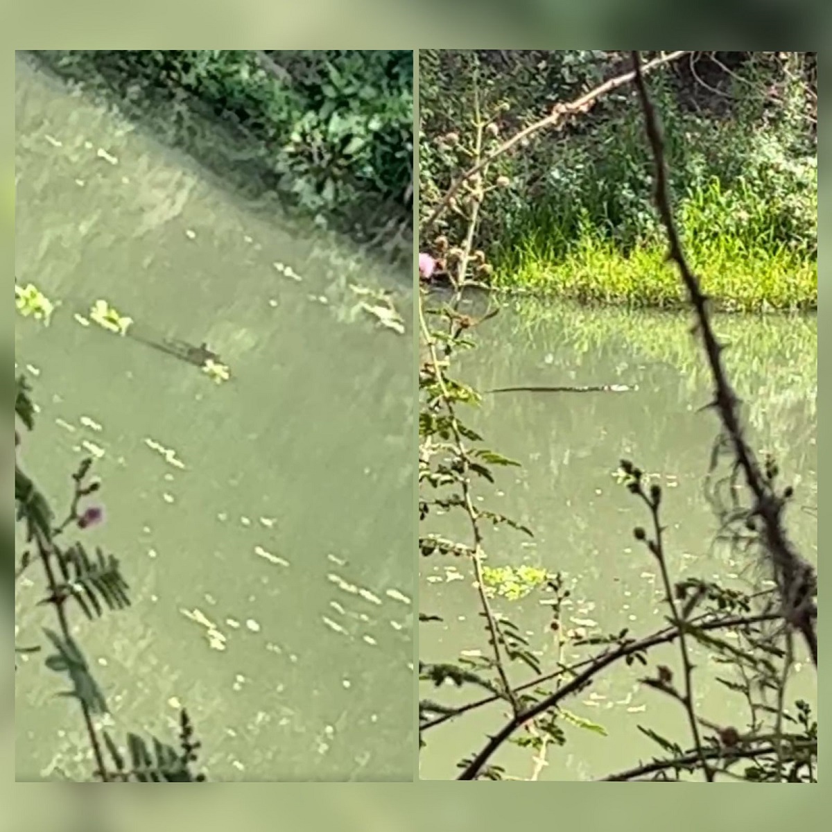 ¡Otro más!; vecinos de Caimanero, Guasave reportan avistamiento de cocodrilo en el río Sinaloa