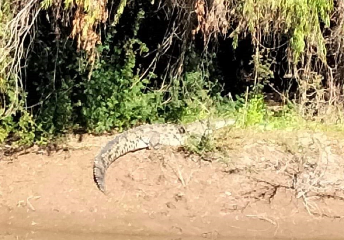 ¡Para evitar sanciones!; se coordinará PC con Semarnat y Profepa para capturar a cocodrilos del río Sinaloa