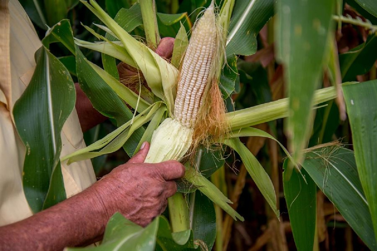 Sinaloa debe fortalecer su permanencia agrícola; Fundación Produce mantiene su plan de alternativas