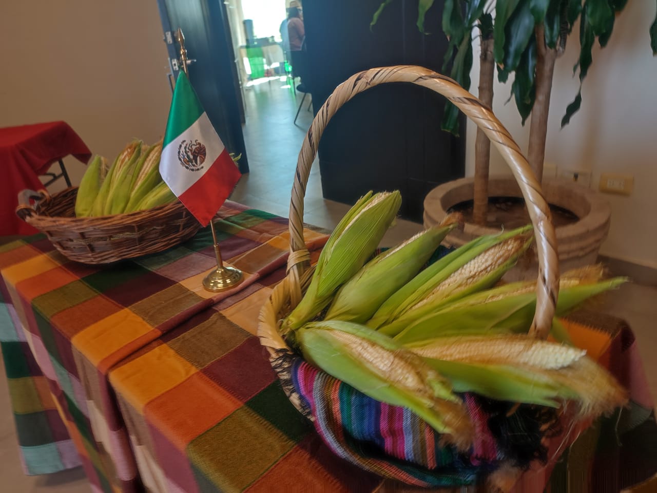 Productores húngaros de maíz blanco visitan Guasave; intercambian ideas y conocimiento