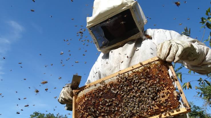 Bomberos pide no molestar a las abejas errantes que llegan a tu casa