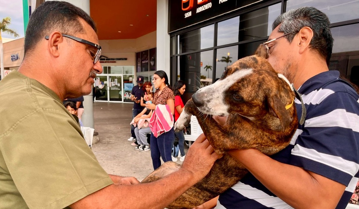 Más perros y gatos fueron esterilizados durante 2023 en Mazatlán en comparación al 2022