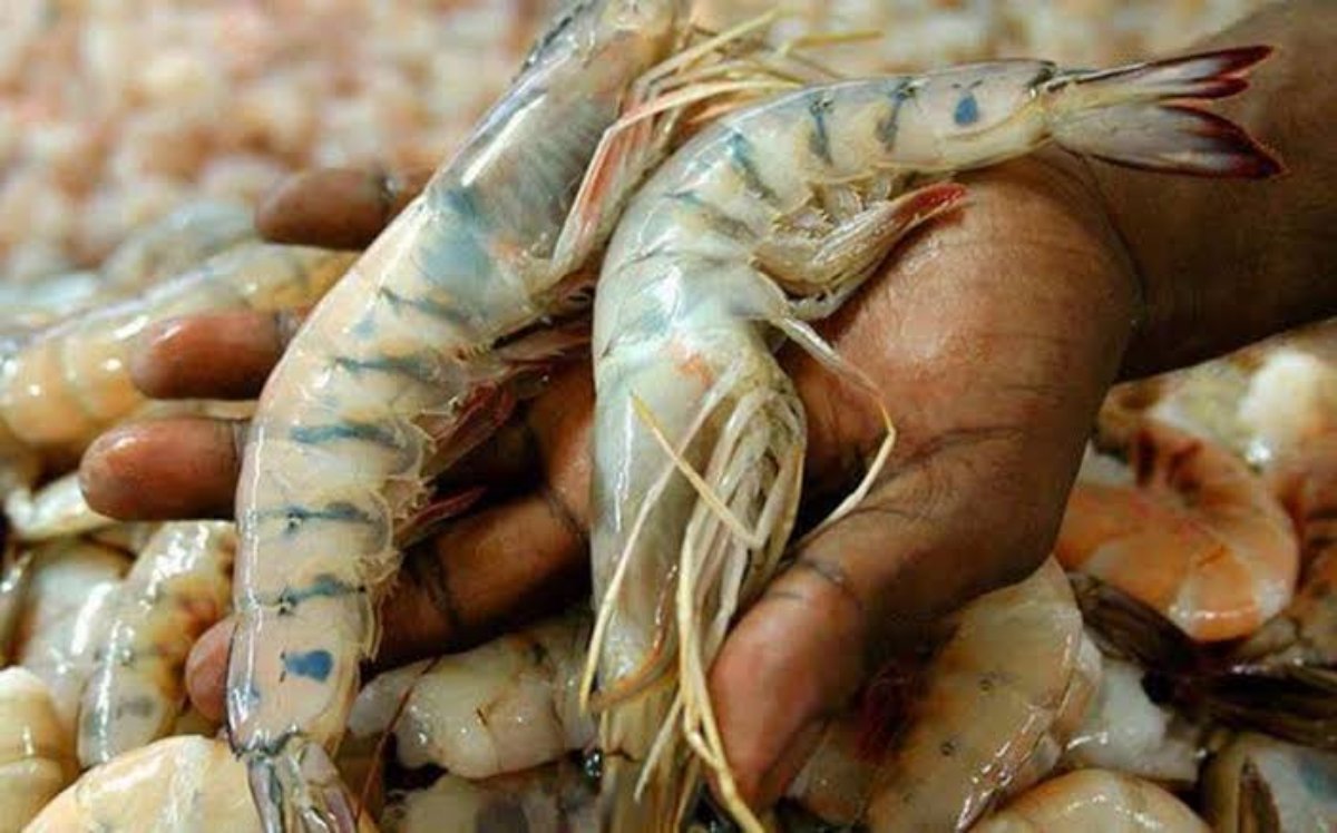Hay camarón y sobreproducción en inventarios, pero no hay precio exportación a EEUU: Mexican Shrimp Paradise