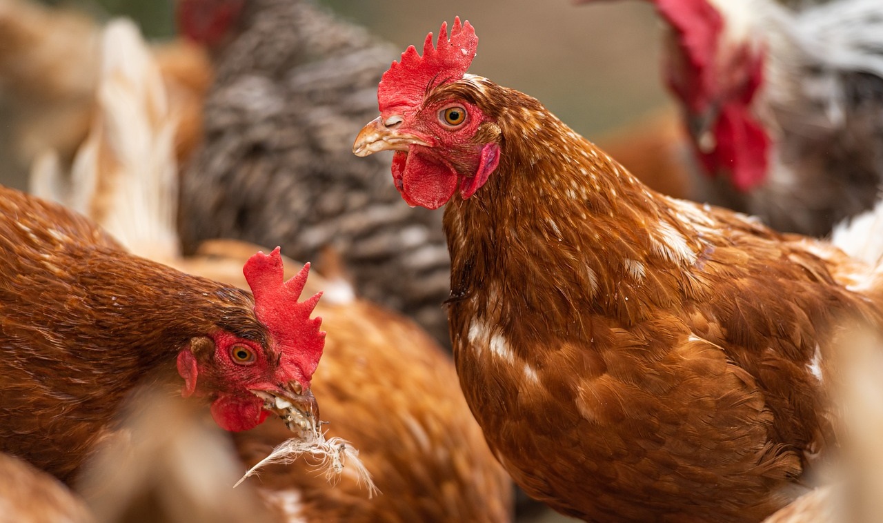 Activan acciones contra gusano barrenador en El Fuerte; suman 37 gallinas ya las infectadas también