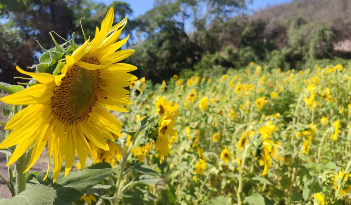 ¿Recuerdas el Jardín Polinizador de girasoles en Palmillas, Mazatlán? Este 30 de marzo abre sus puertas