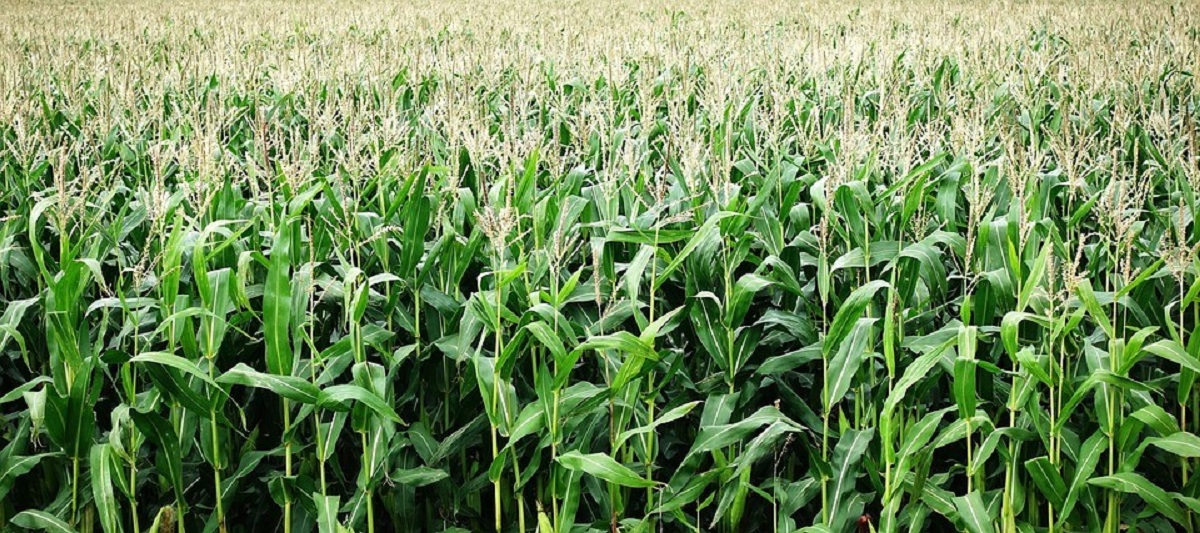 “El campo está en una situación crítica”; llama COUC a construir un presupuesto justo para agricultora en 2026
