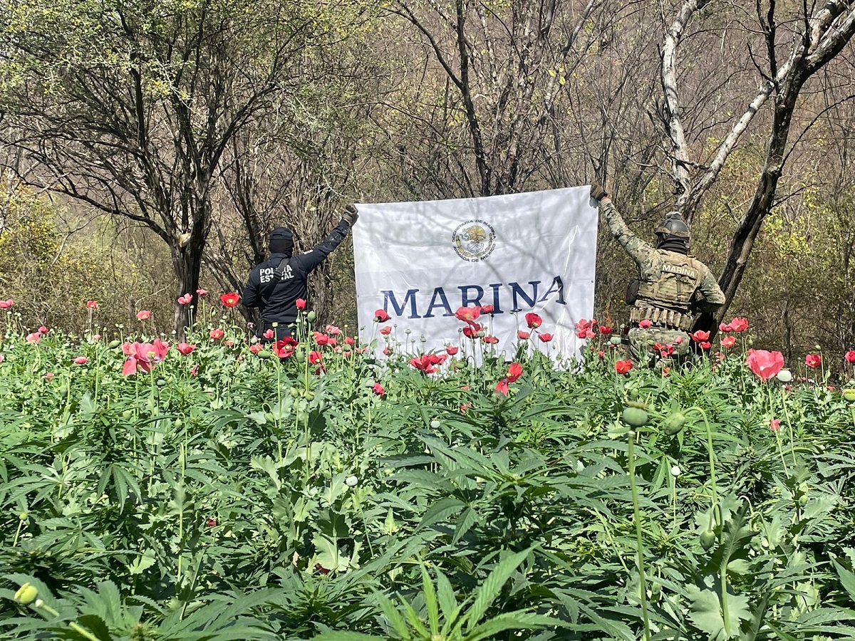 La Marina localizó y destruyó plantíos de amapola y mariguana en el municipio de Sinaloa