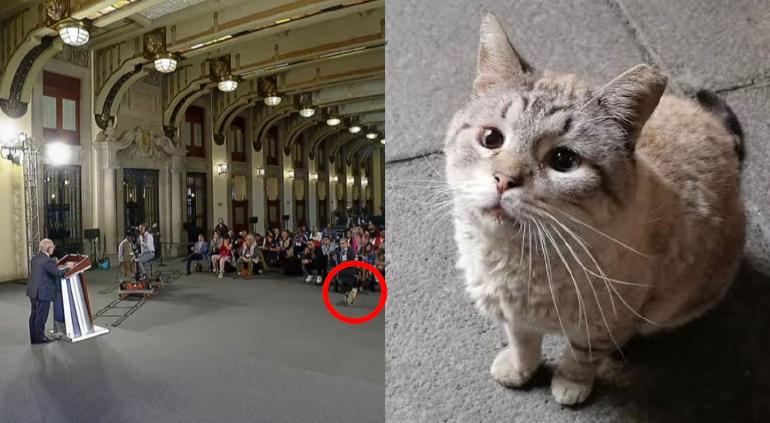 Muere Zeus, el gatito del Palacio Nacional que fue protagonista durante una mañanera de AMLO