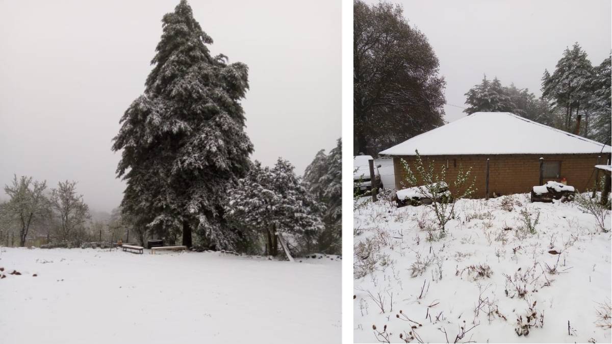 Ganaderos de Choix agradecen el temporal que se manifiesta con lluvias y hasta zonas nevadas