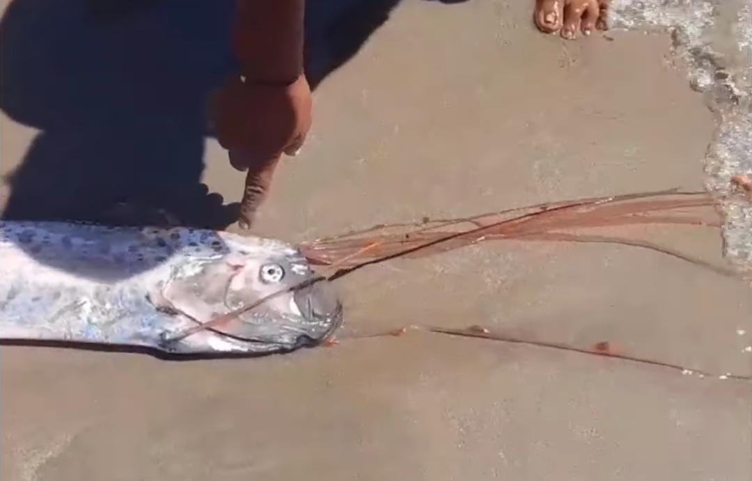 Un pez Remo fue localizado en las playas de la Isla de la Piedra en Mazatlán