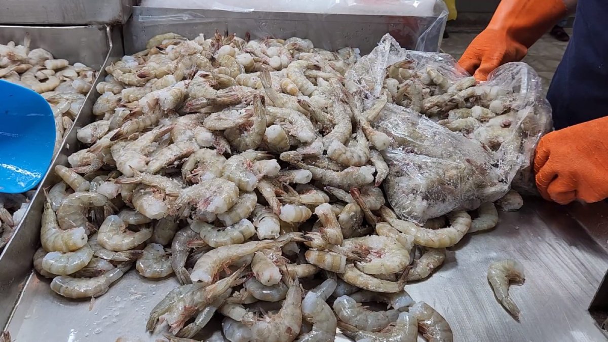 “No sé que pitos toca Conapesca, que no atiende ni recibe llamadas, están pendientes permisos y concesiones”: Pescadores