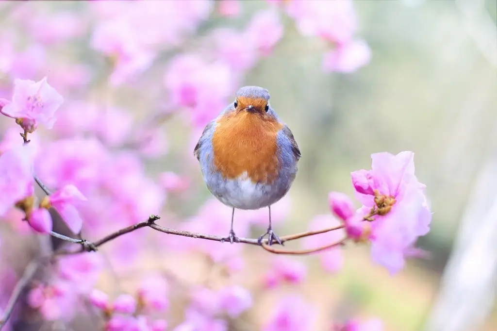 ¡Inicia la cuenta regresiva! La Primavera inicia en punto de las 21:06 horas de hoy