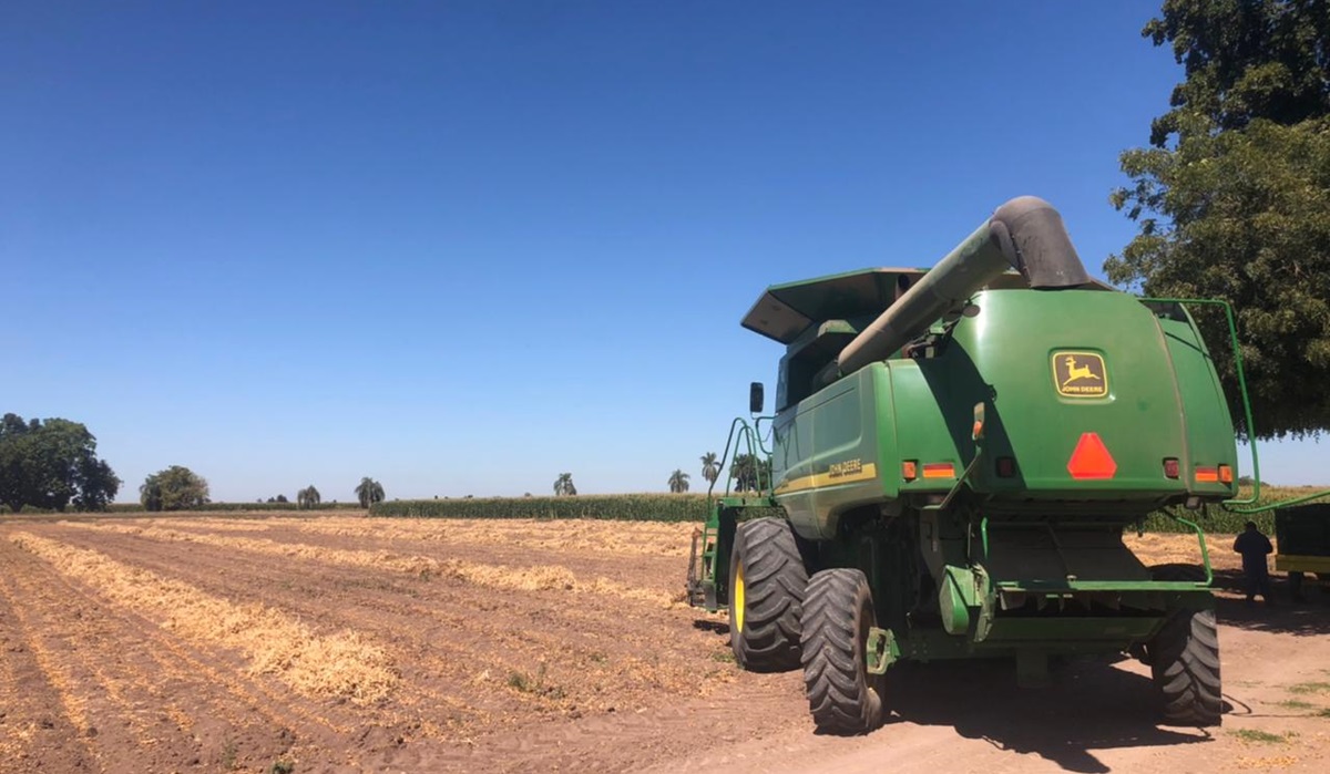 ¡Brinda buenos resultados! Validan frijol pinto en el Campo Experimental de la AARSP