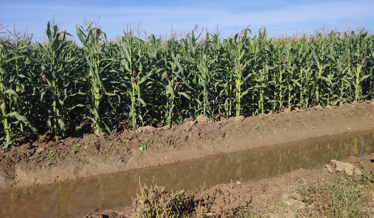 Hay garantía en el último riego de auxilio de los cultivos en estos días en El Carrizo: Conagua