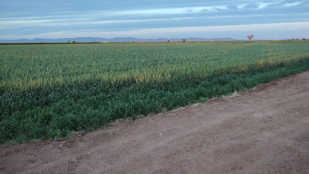 Trigueros de El Carrizo piden agilizar apertura de ventanillas y les den el apoyo del Gobierno de Sinaloa
