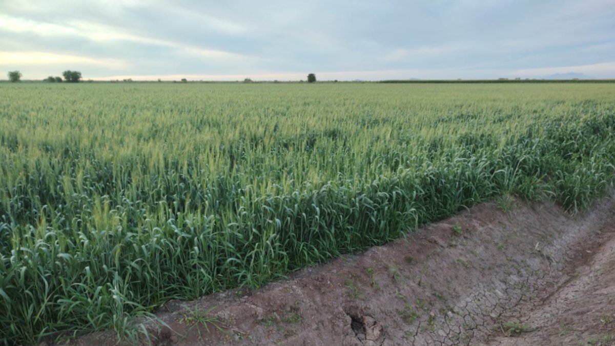 Es una bendición la lluvia que nos cayó, expresan productores de trigo en El Carrizo