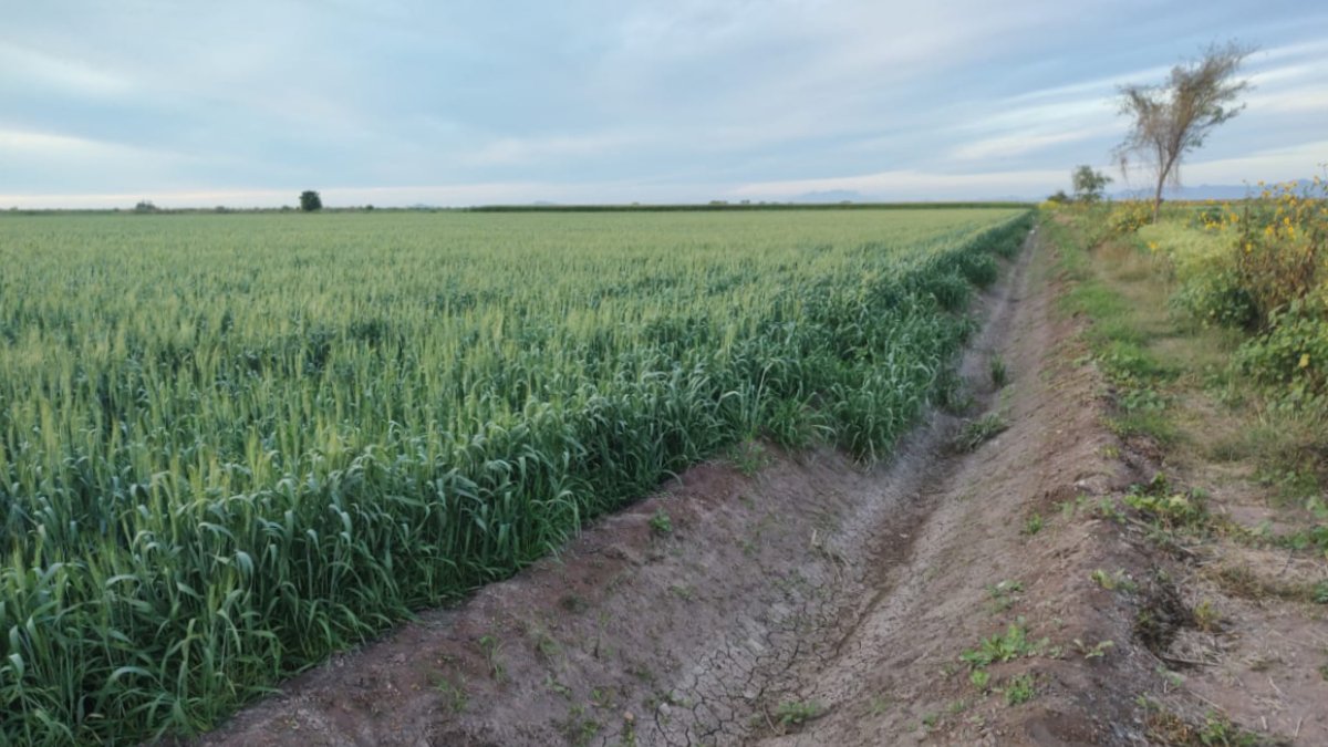 Se llenan de esperanzas trigueros de El Carrizo con la lluvia de este sábado y puedan bajar las temperaturas