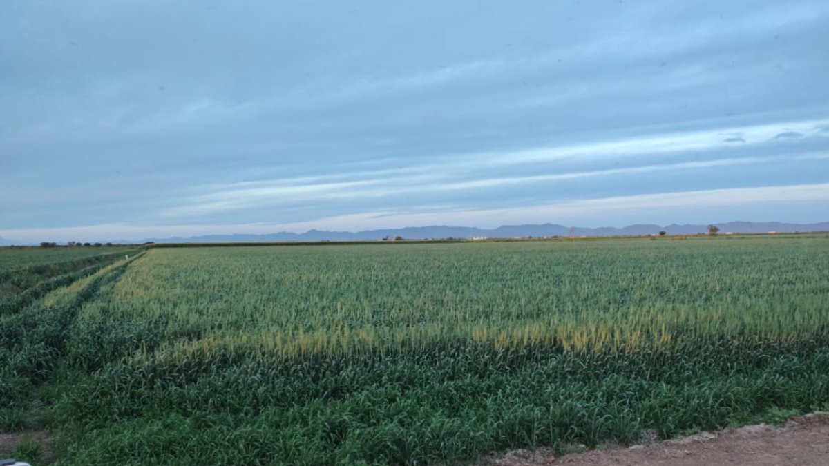 Productores agrícolas de El Carrizo, Sinaloa, a la expectativa de alcanzar 80% de superficie de siembras