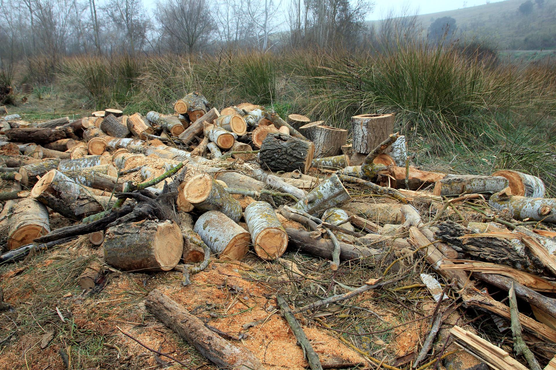 ¡Nos autodestruimos! Hoy es el Día Mundial de los Bosques, pero los talamos a millones de hectáreas por año