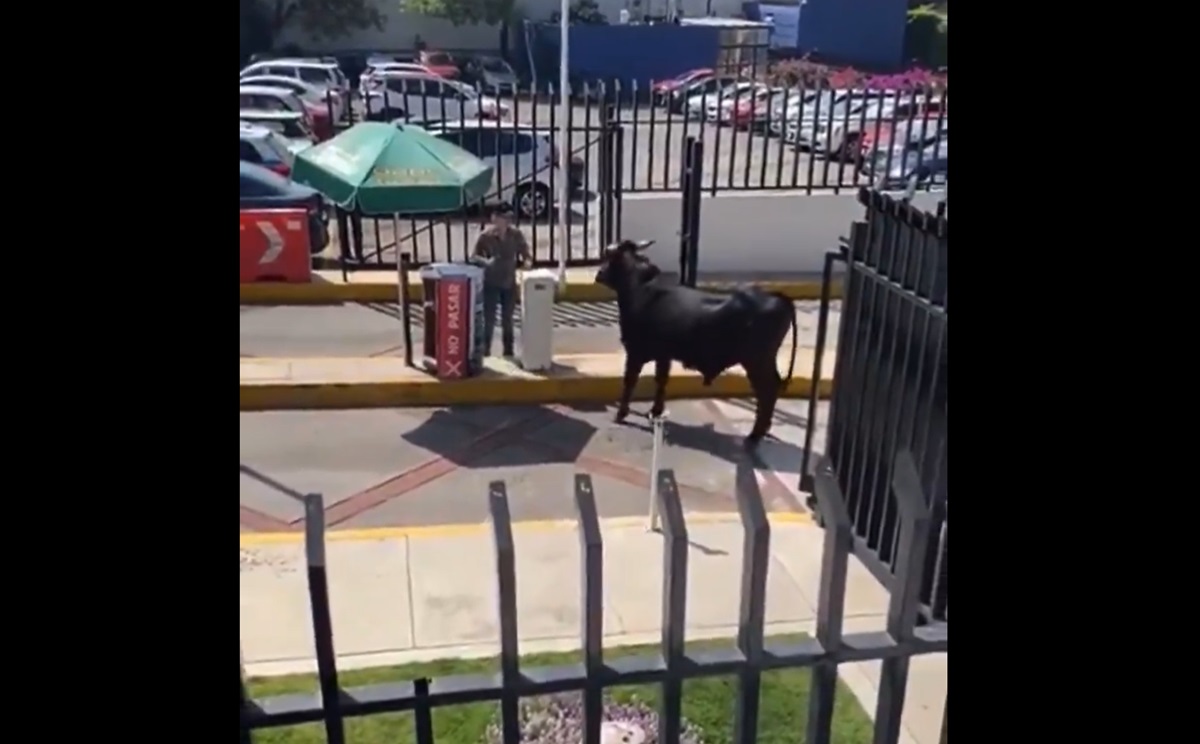 Video viral: ¿Iba a clases? Captan a toro suelto en plantel de La Salle, en la CDMX