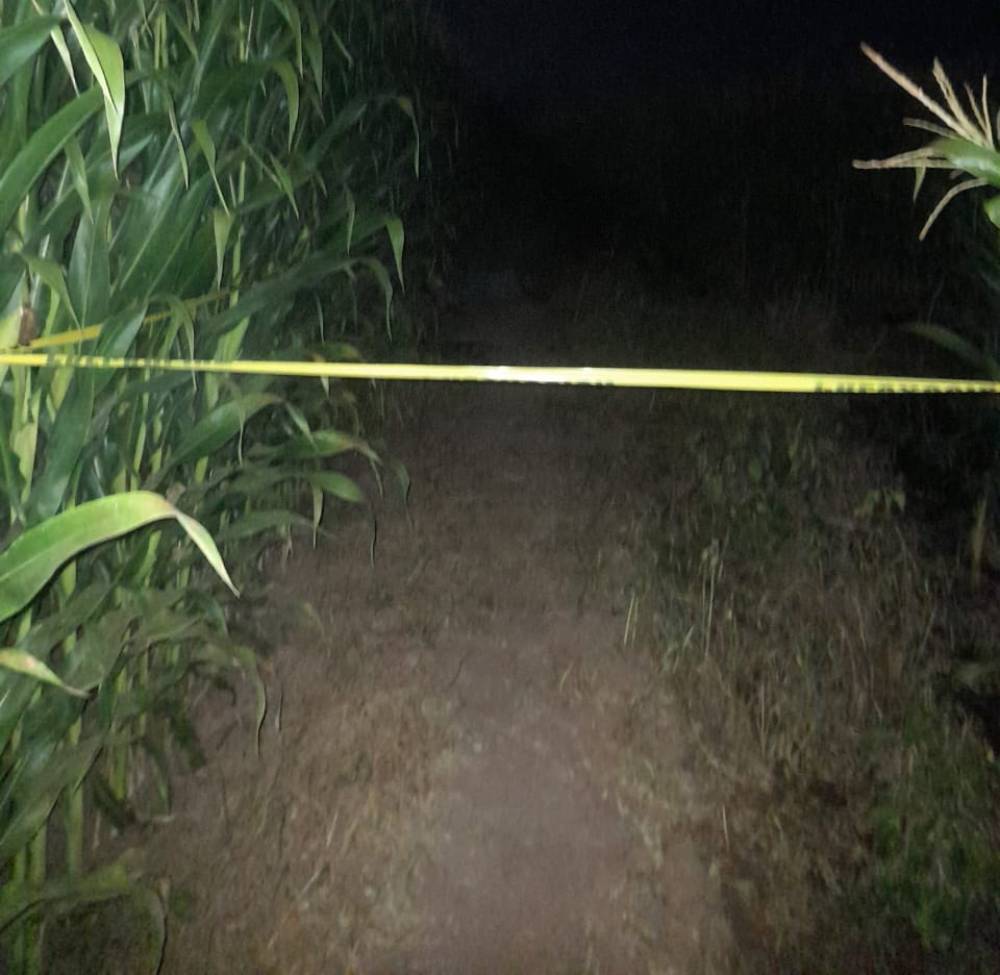 Un hombre es encontrado sin vida en medio de una siembra de maíz en Guasave
