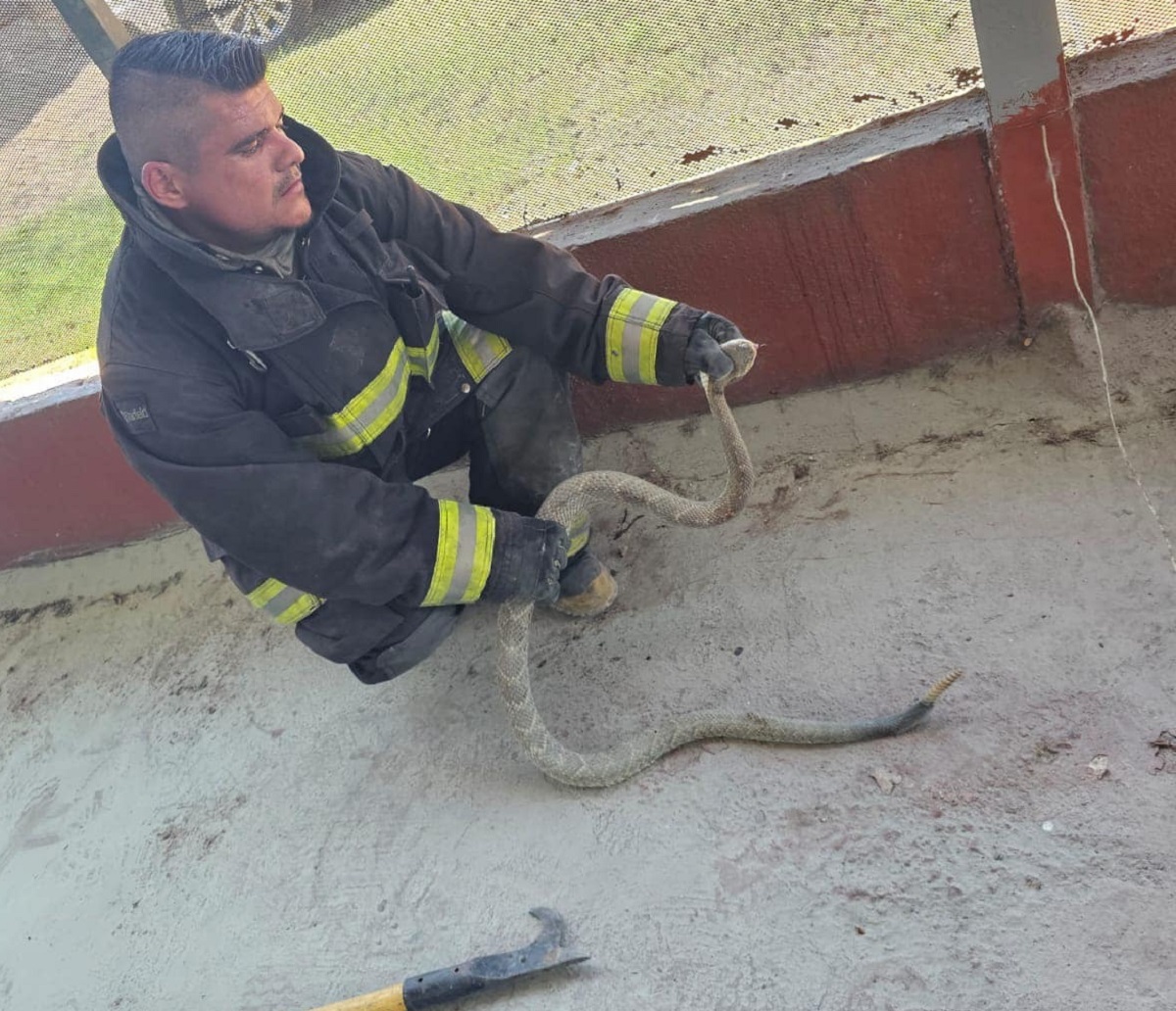 Acechaba en la autopista, capturan víbora de cascabel en Mármol, Sinaloa