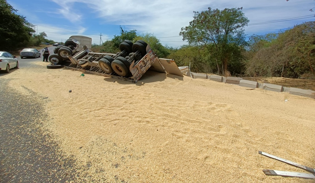 Vuelca remolque trasero de tráiler cargado de maíz por la carretera Guamúchil-Angostura