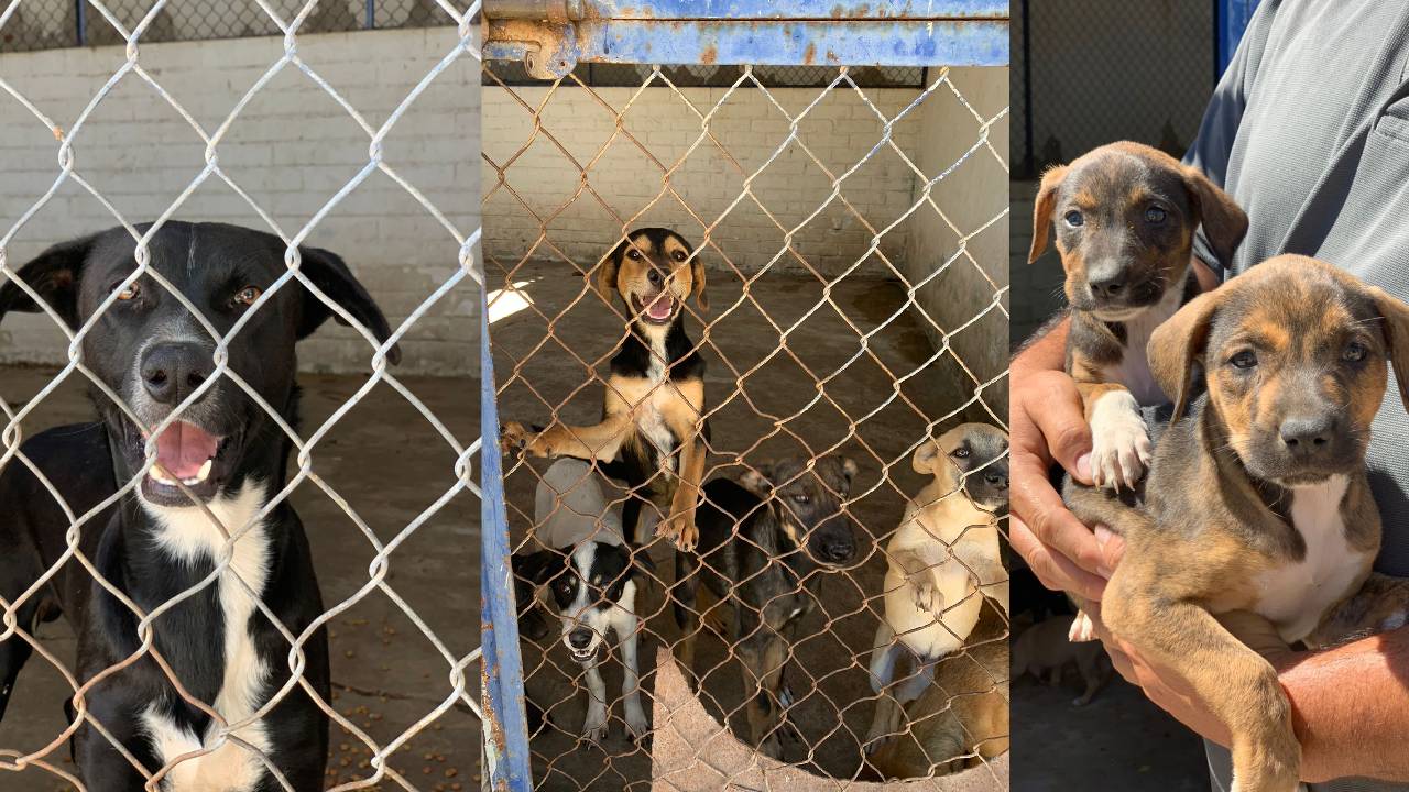 En un gesto de humanidad, adopte un perro o un gato; el Centro de Control en Ahome los tiene disponibles