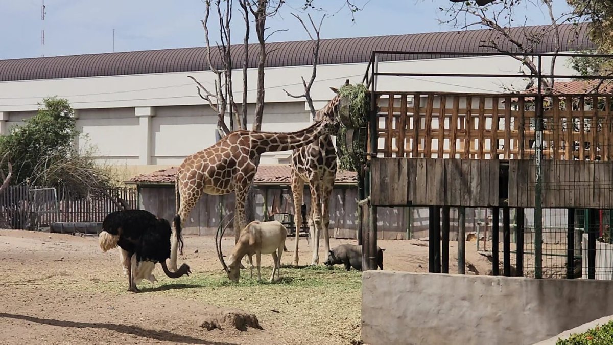 Regidores piden voltear a ver al Zoológico de Culiacán, aseguran está en pésimas condiciones