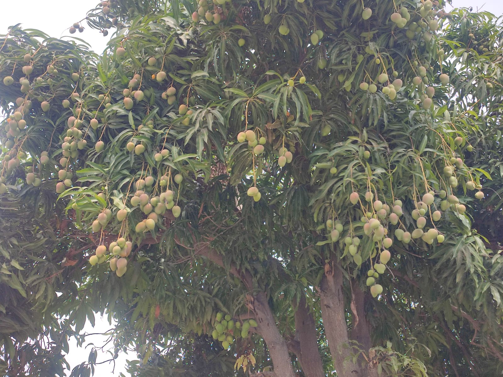 Avizoran mangueros del sur temporada con poca fruta; la floración se dio atípica, recalcan