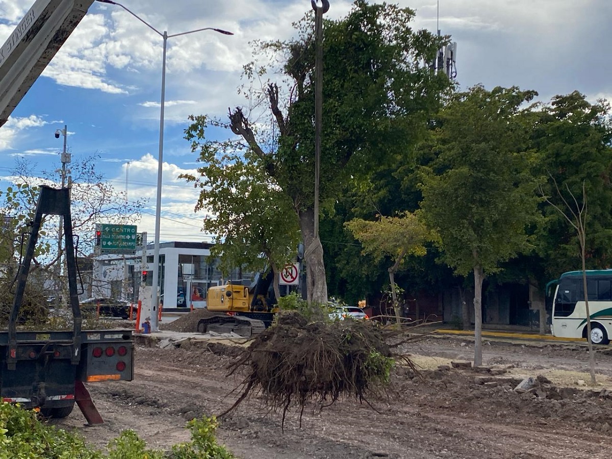 Cambian de lugar los árboles retirados de la obra de rehabilitación del bulevar López Mateos