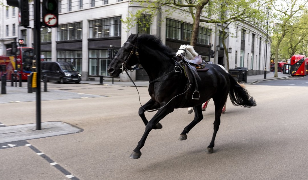Video viral: Caballos ‘desbocados’ en Londres, uno de ellos con manchas de sangre, provocan daños