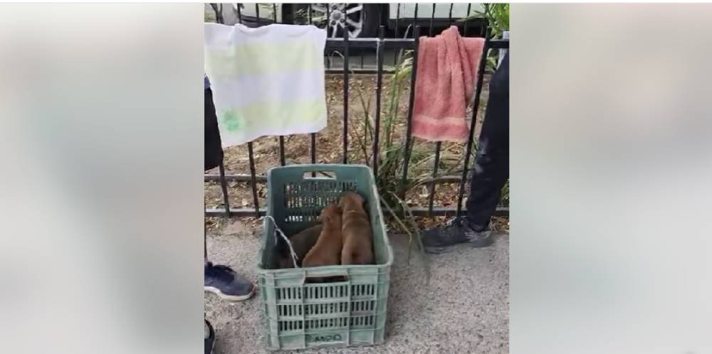 Niños rescatan a tres cachorros de morir asfixiados, en la colonia El Palmito, en Culiacán