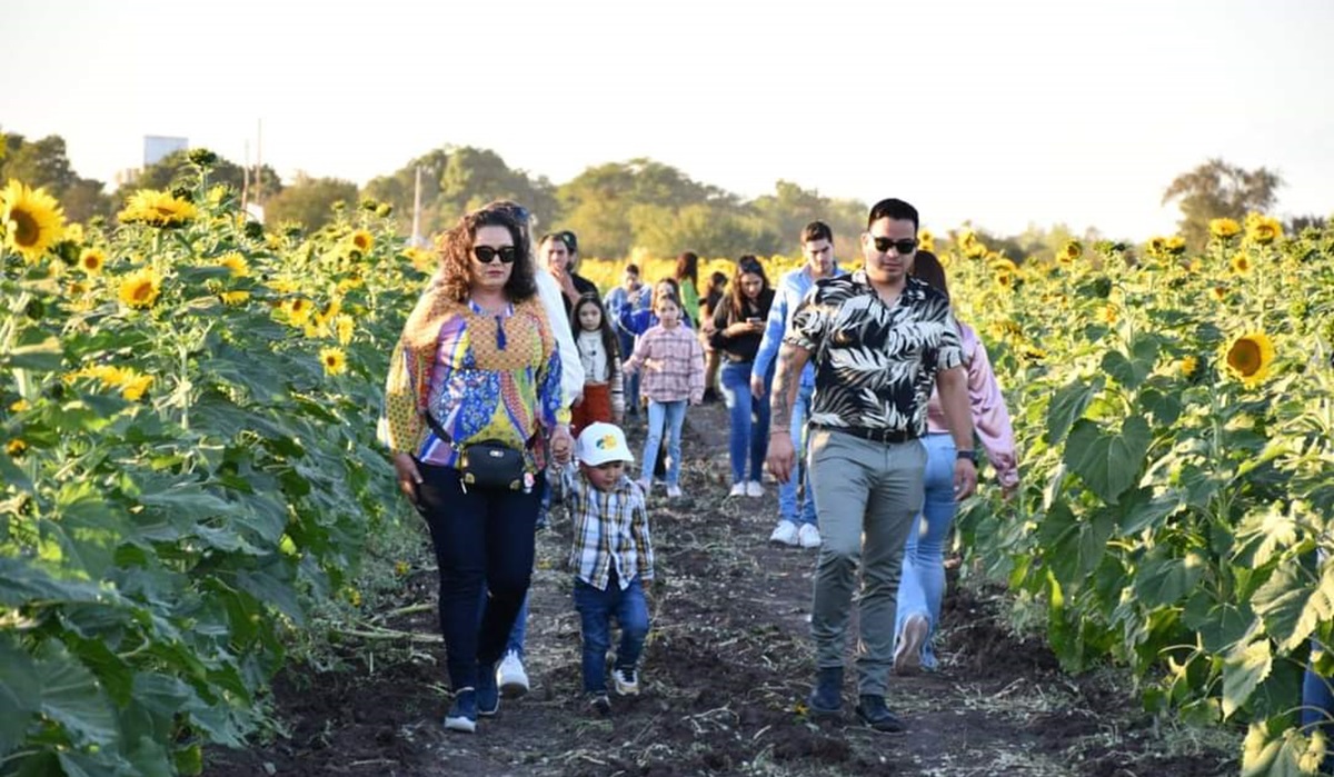 ¿Ya estás listo? Este viernes se abre el Campo de Girasoles en Mocorito en su segunda edición