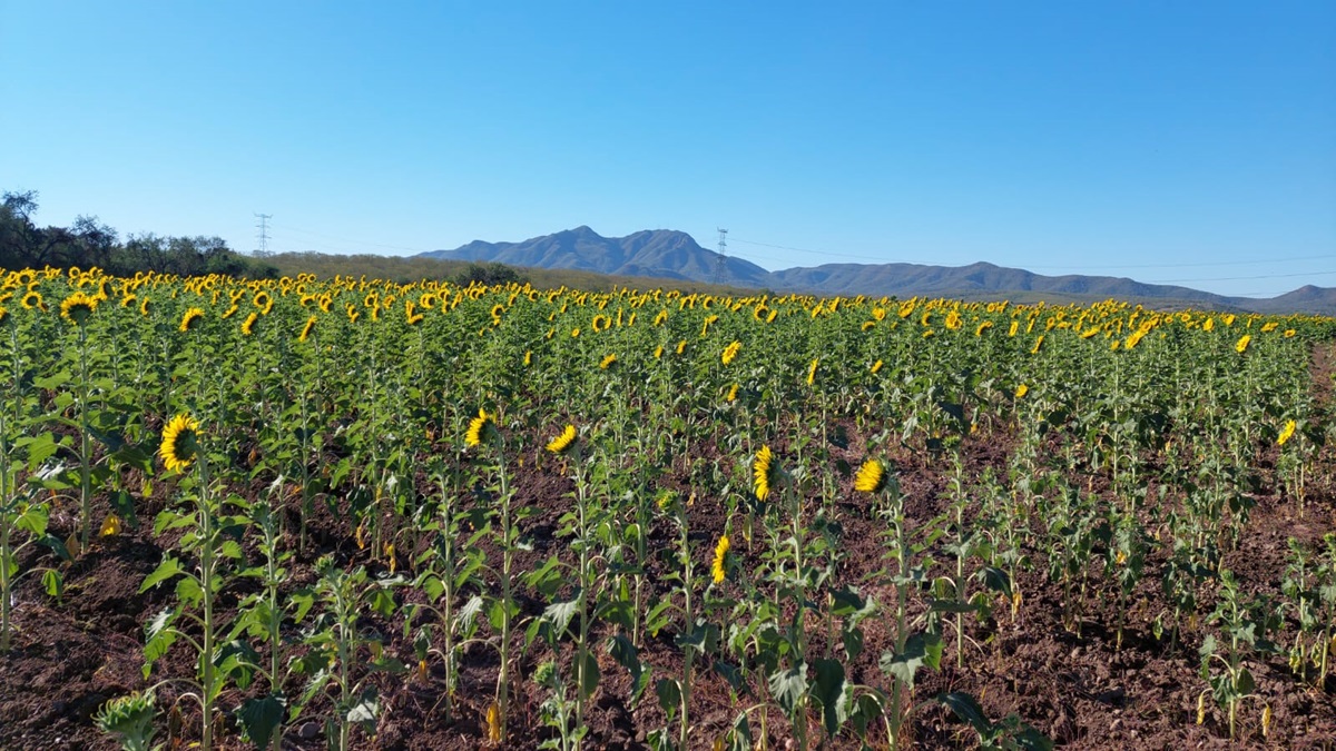 ¡Atentos! Ya se acerca la segunda temporada 2024 de los girasoles en Mocorito